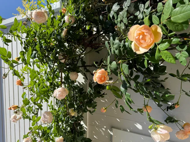 $4,495 | 1703 Chapala Street, Unit A, Santa Barbara, CA 93101