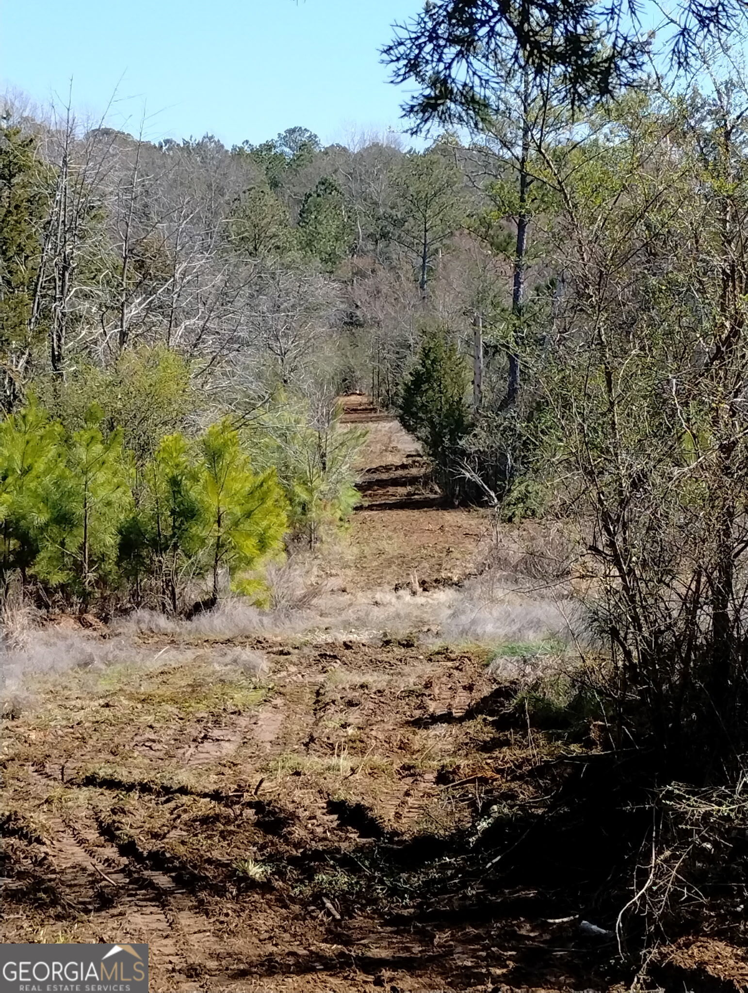 a view of a dry forest with trees