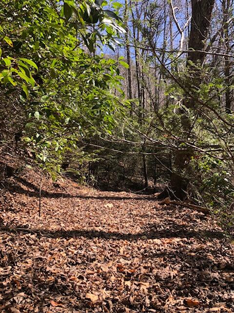 0 Sullivan Mill Road Graysville, TN 37338 - Photo 13 of 26 IMG_8816