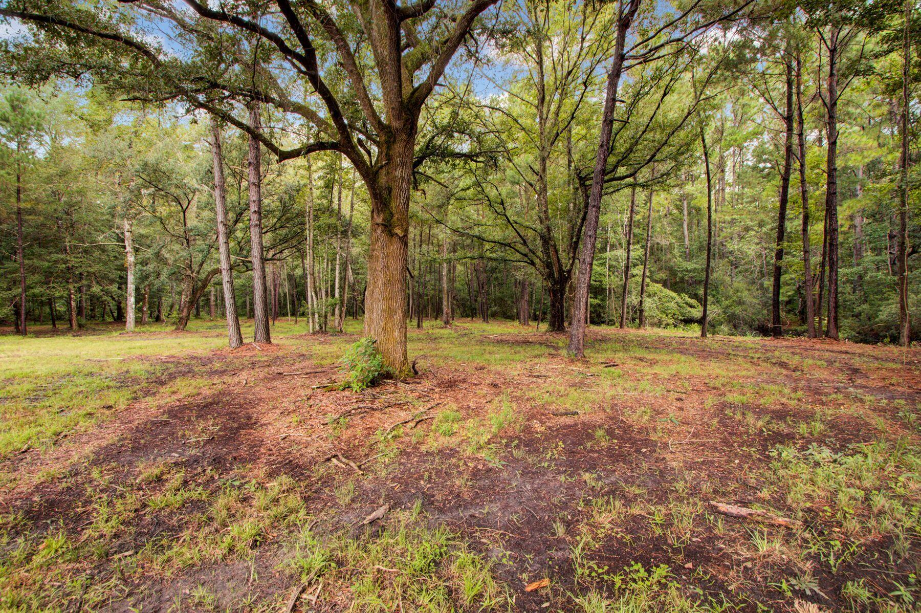 5943 Kelsey's Mill Road Ravenel, SC 29470 - Photo 47 of 50 Woodline on property