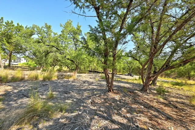a view of a yard with a tree
