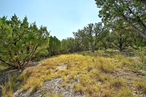 a view of a yard with large trees