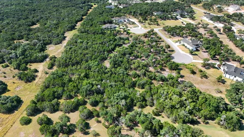 a view of a forest with a tree