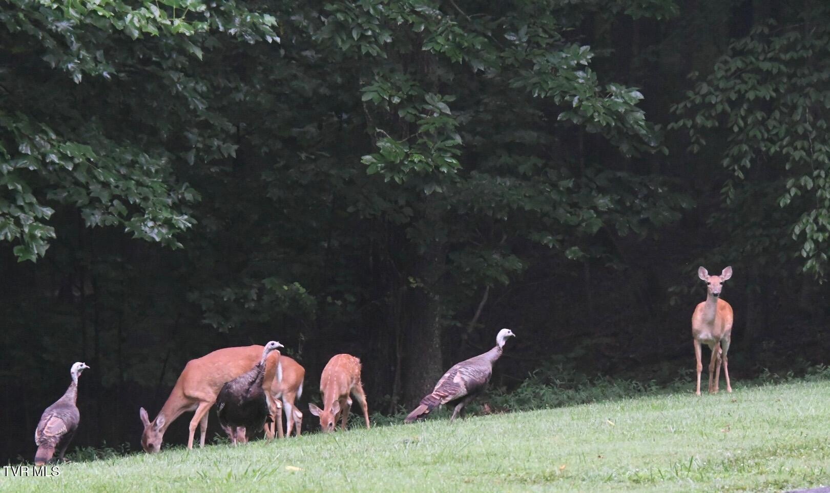 379 Hideaway Farm Road Piney Flats, TN 37686 - Photo 59 of 62 3TB_0158
