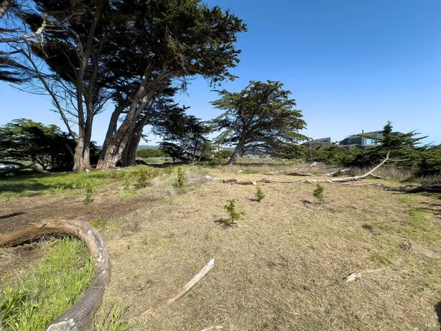 a view of a yard with a tree