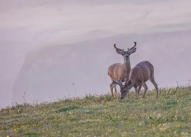 $745,000 | 42179 Rock Cod, The Sea Ranch, CA 95497