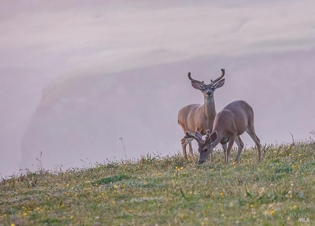 42179 Rock Cod The Sea Ranch, CA 95497 - Photo 27 of 28