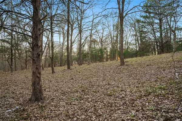 a view of a forest with trees