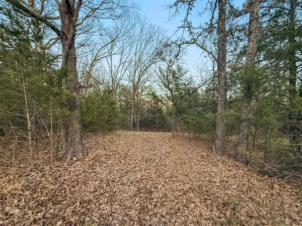 a view of a forest filled with trees