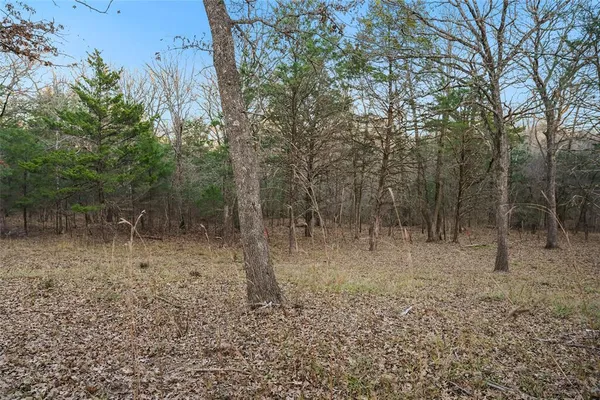 a view of a forest with trees in the background