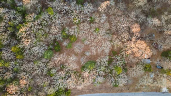a view of a tree