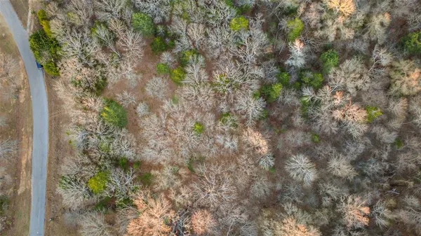 a view of a forest with a tree