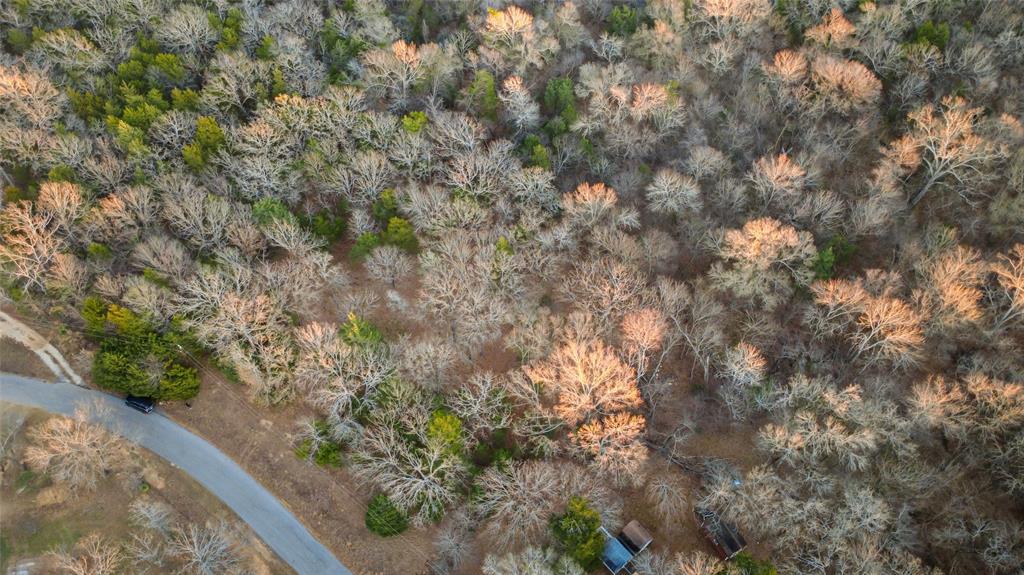 290 Rs County Road 4254 Point, TX 75472 - Photo 24 of 25 a view of a forest with a tree