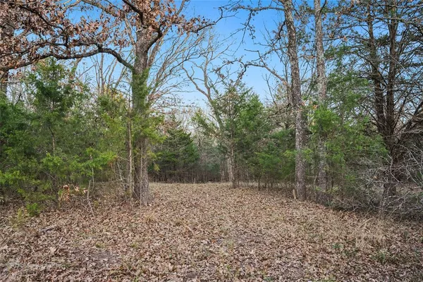 a view of a forest with trees in the background