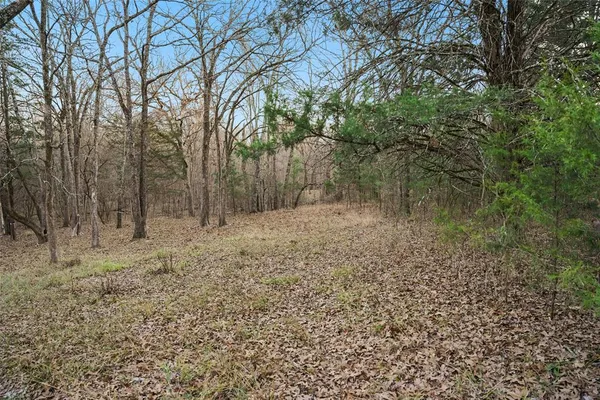 a view of a forest with trees in the background