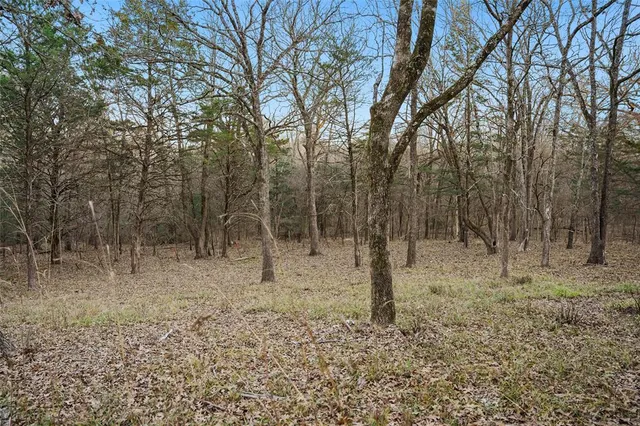 a view of a forest with trees in the background