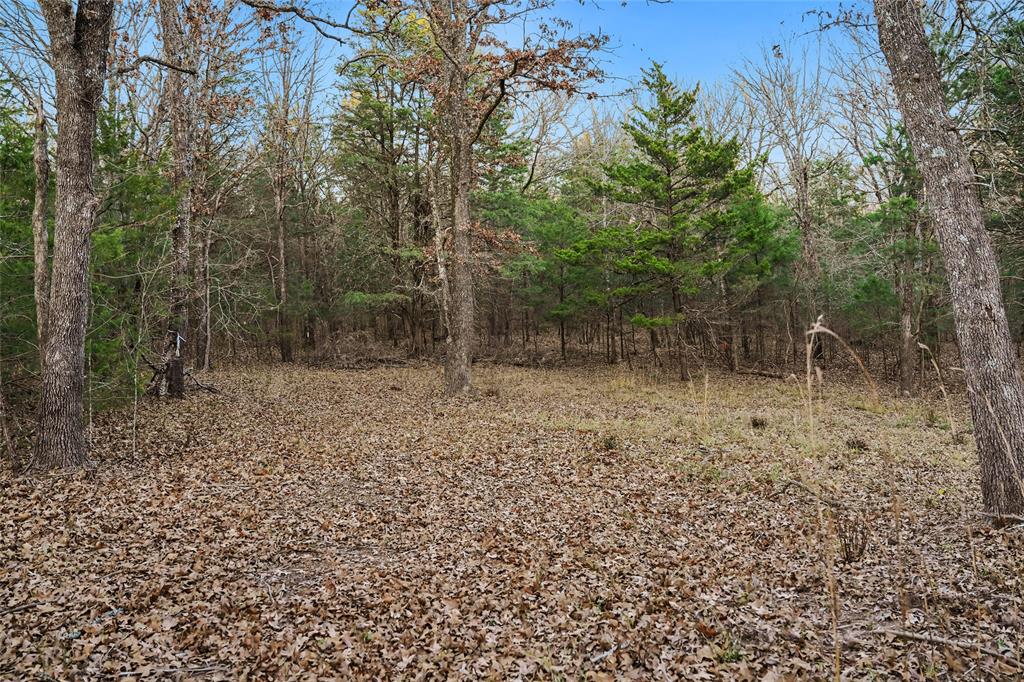 290 Rs County Road 4254 Point, TX 75472 - Photo 8 of 25 a view of a forest with trees in the background