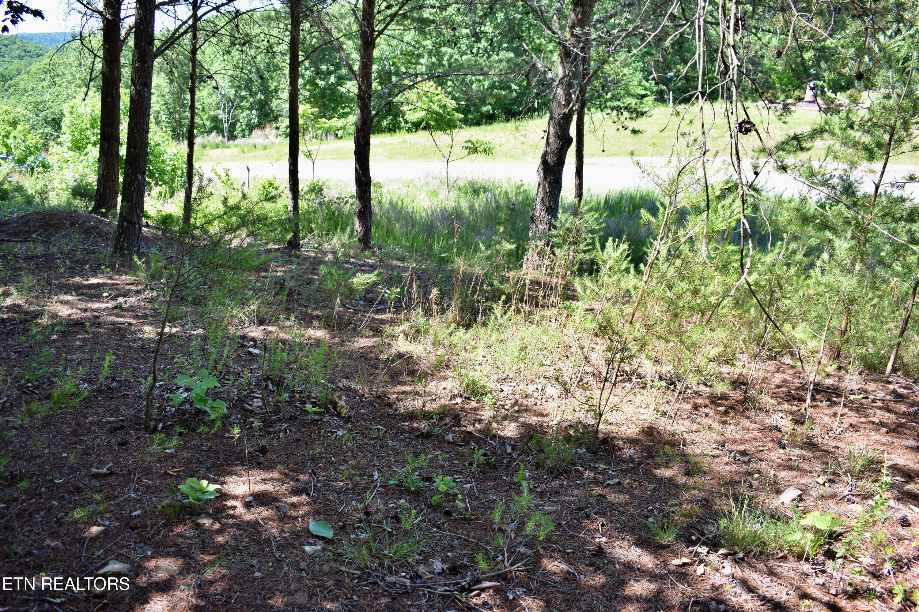0 Flint Ridge Road Rockwood, TN 37854 - Photo 18 of 37 DSC_0650