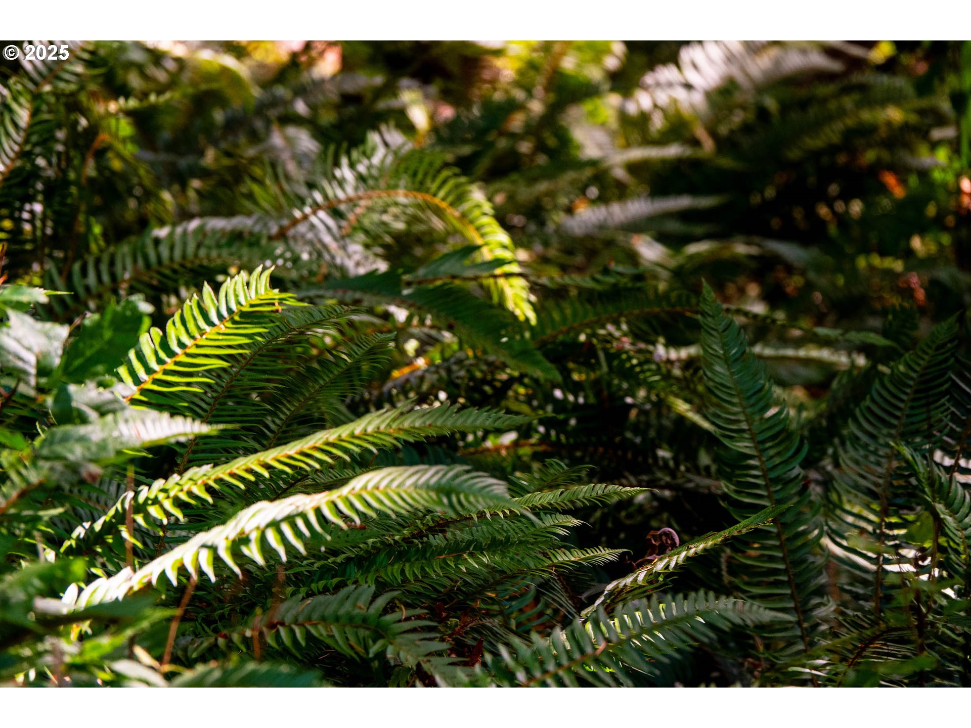 92433 Ward Creek Lane Myrtle Point, OR 97458 - Photo 31 of 38 a view of a tree
