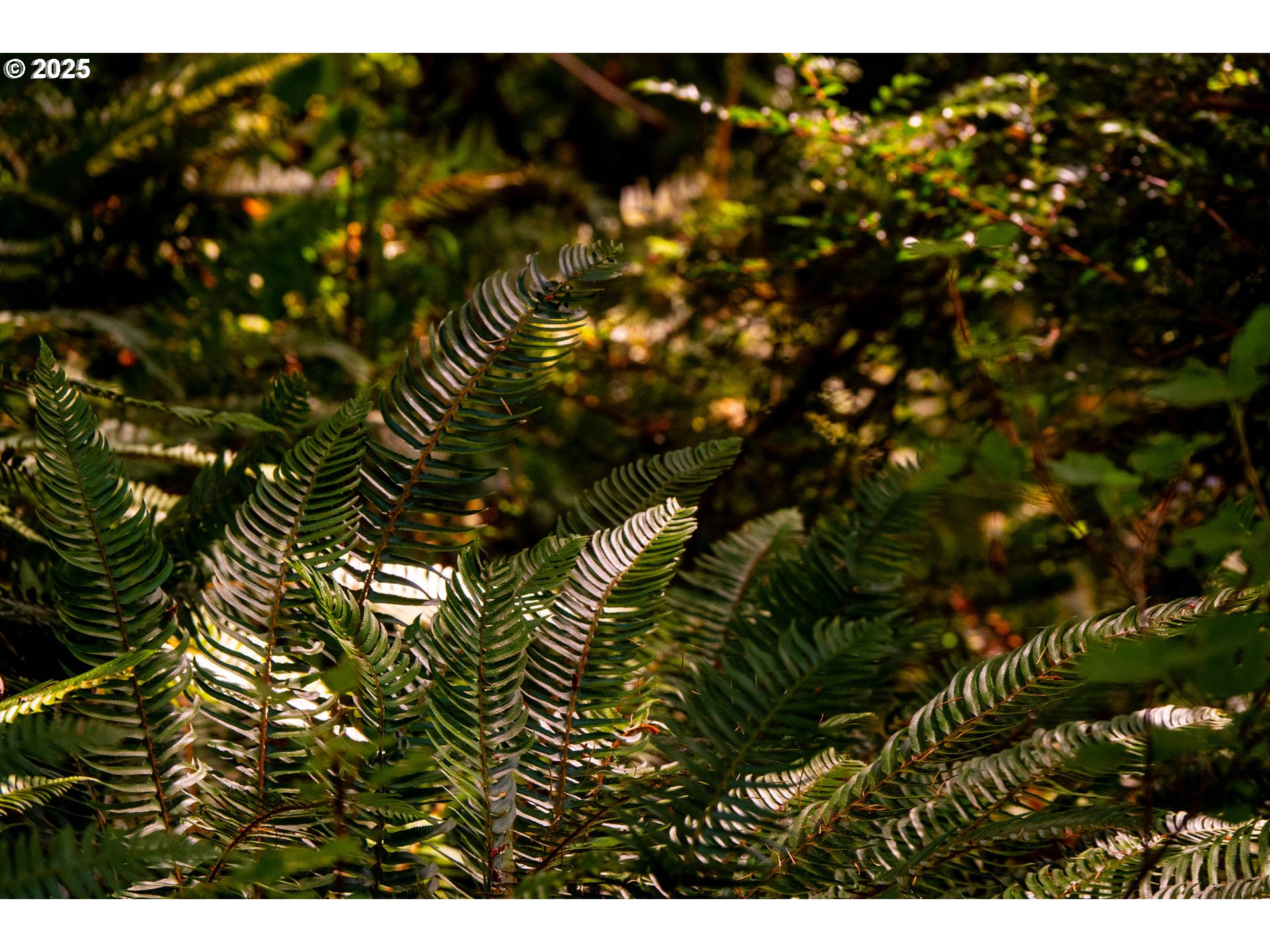 92433 Ward Creek Lane Myrtle Point, OR 97458 - Photo 32 of 38 a picture of tree
