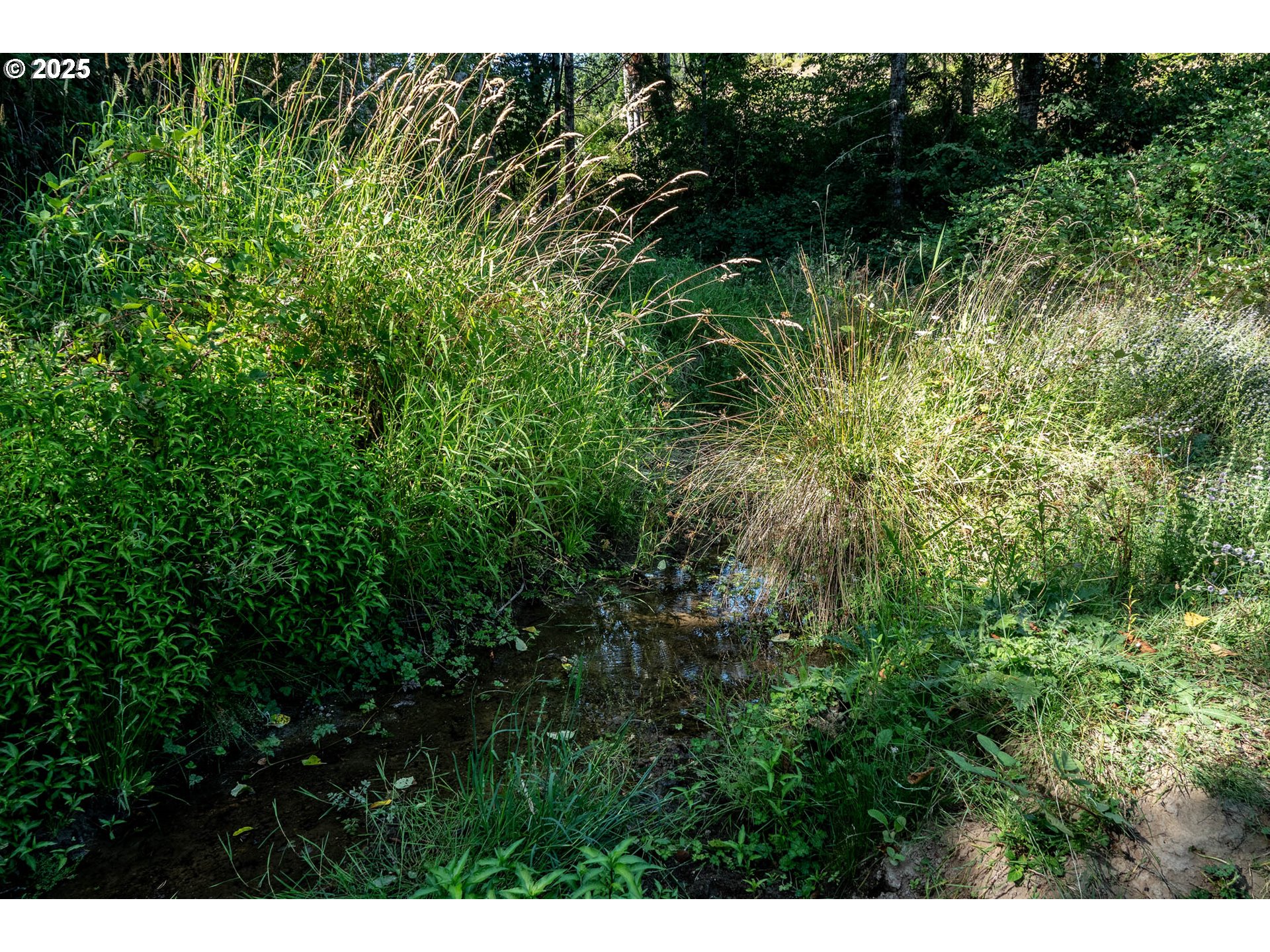 92433 Ward Creek Lane Myrtle Point, OR 97458 - Photo 33 of 38 a view of a lush green forest