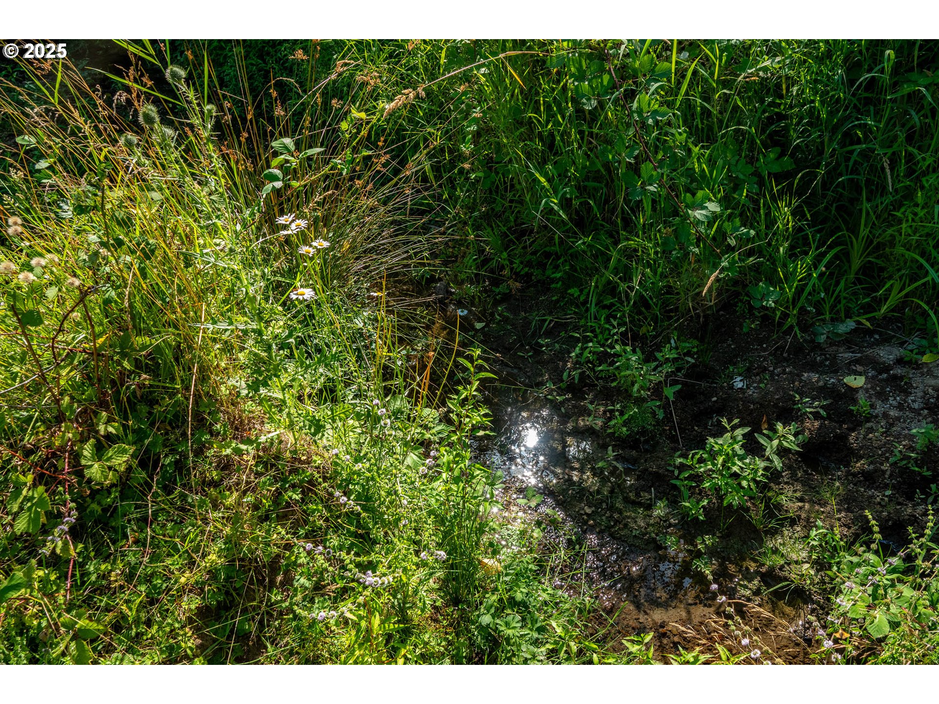 92433 Ward Creek Lane Myrtle Point, OR 97458 - Photo 34 of 38 a view of a plant in a garden