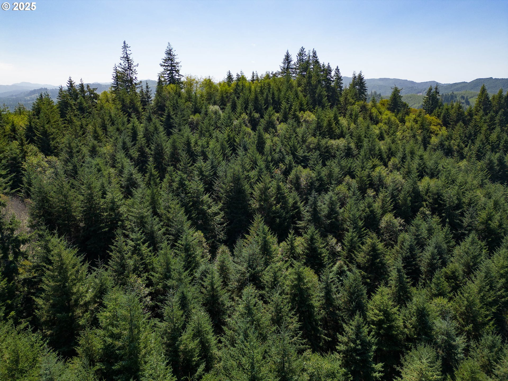 92433 Ward Creek Lane Myrtle Point, OR 97458 - Photo 36 of 38 a view of a forest with a street
