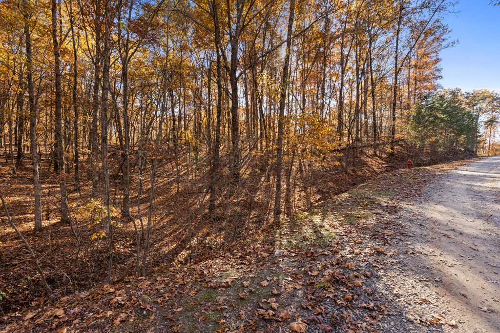 0 River Ridge Drive Blue Ridge, GA 30513 - Photo 16 of 24 a view of yard