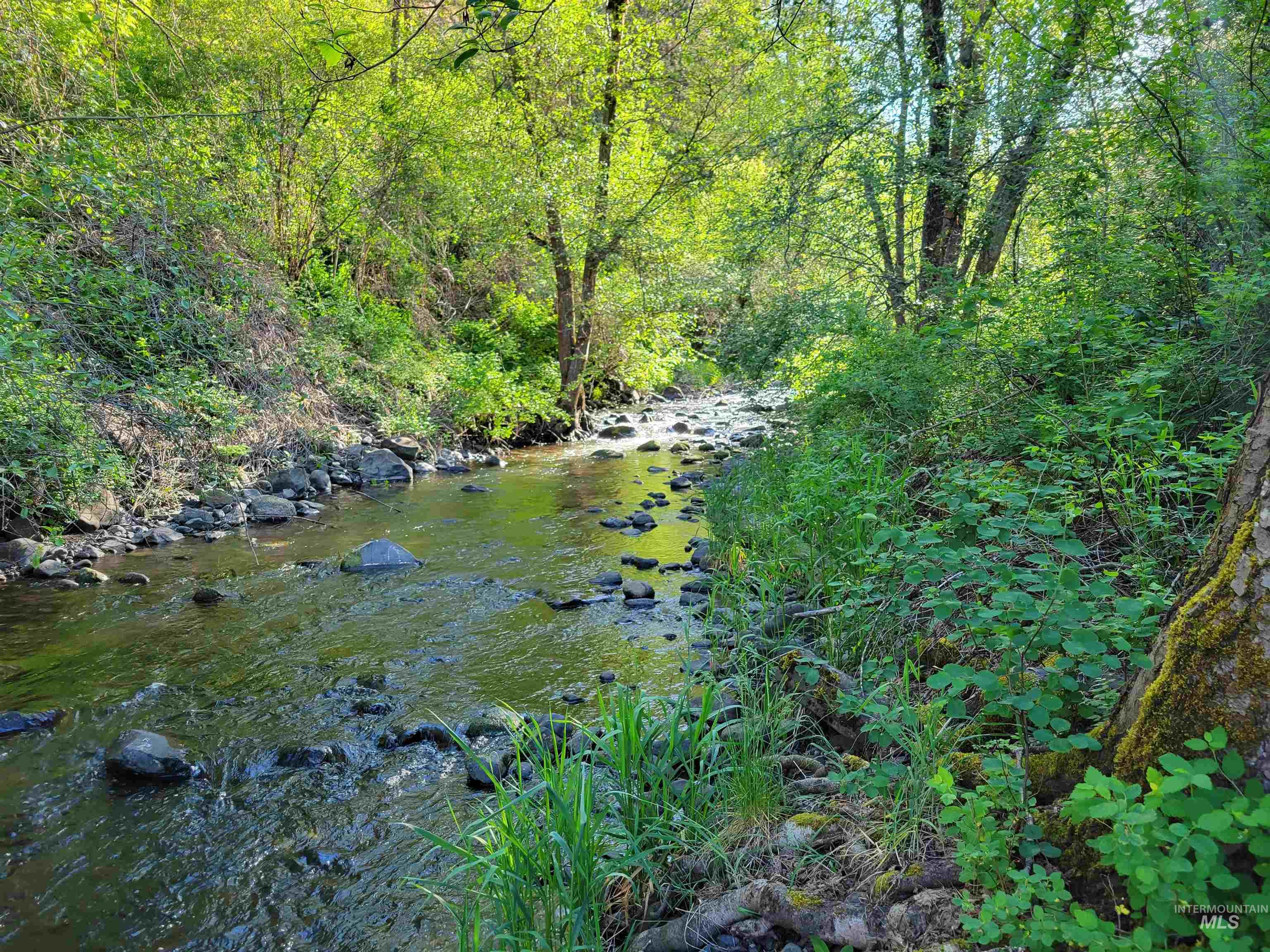 Tbd Twisted Tree Lane Craigmont, ID 83523 - Photo 1 of 49