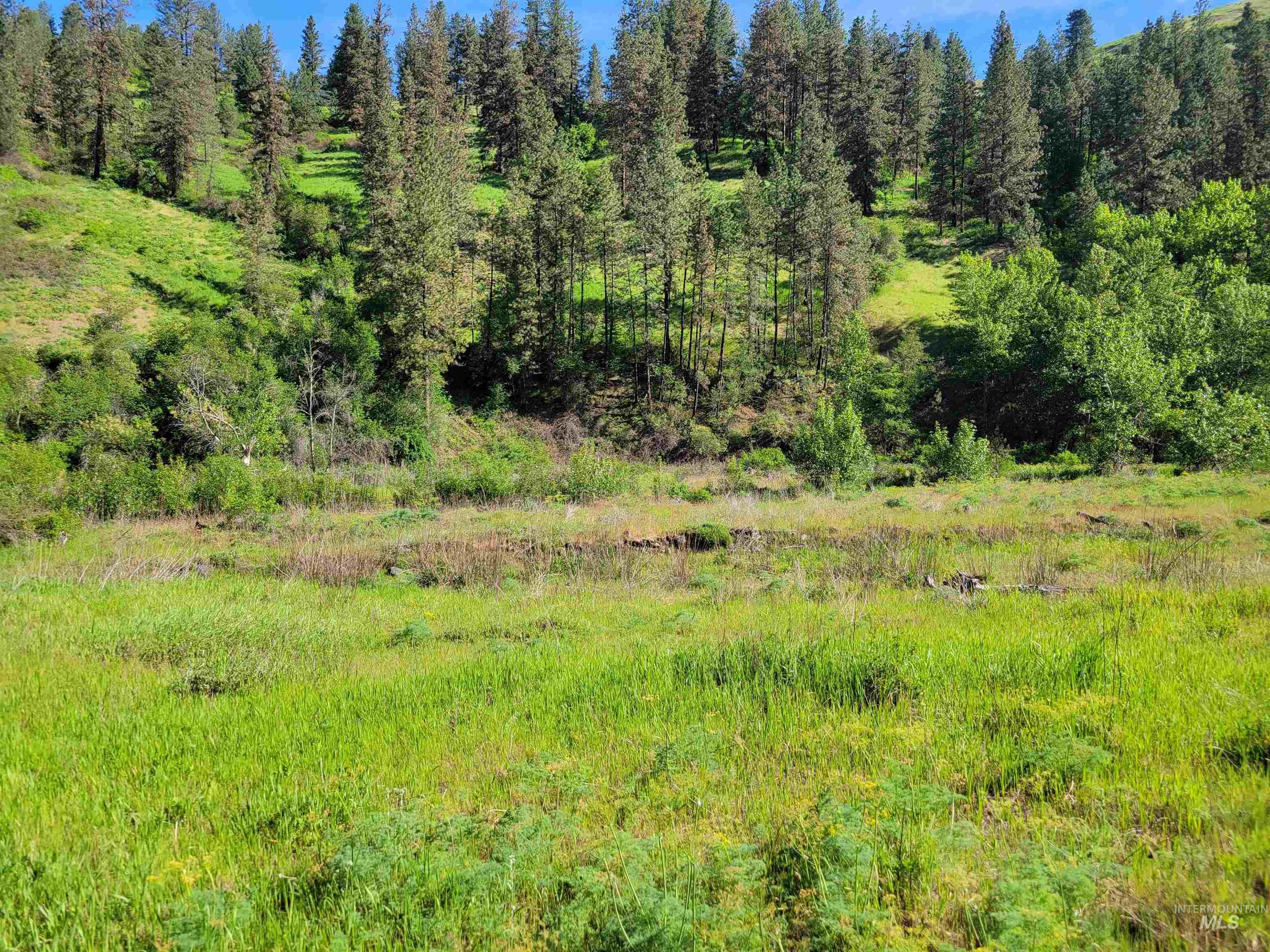 Tbd Twisted Tree Lane Craigmont, ID 83523 - Photo 12 of 49