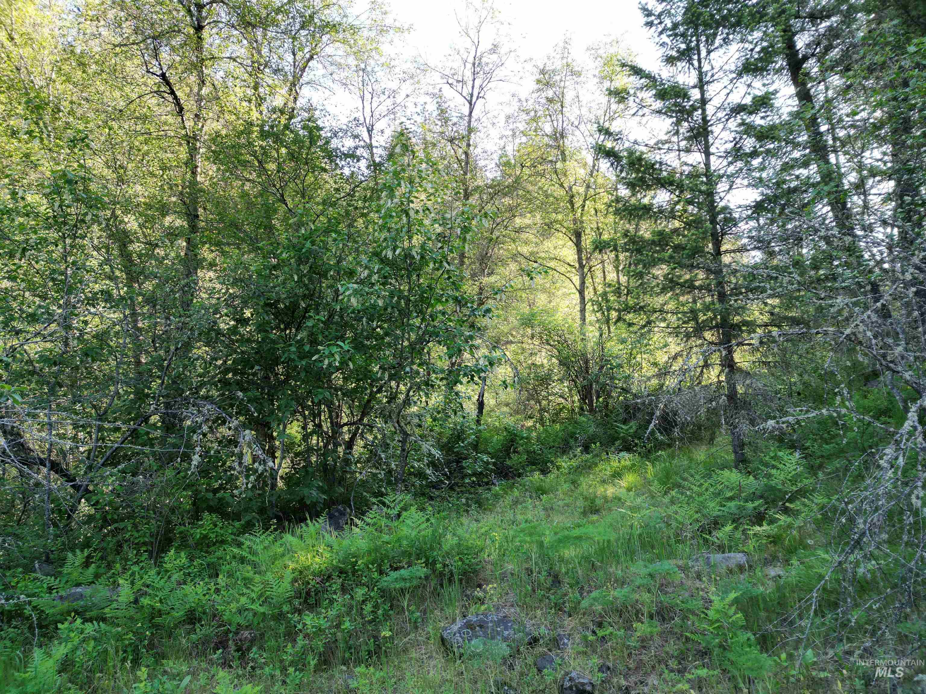 Tbd Twisted Tree Lane Craigmont, ID 83523 - Photo 25 of 49