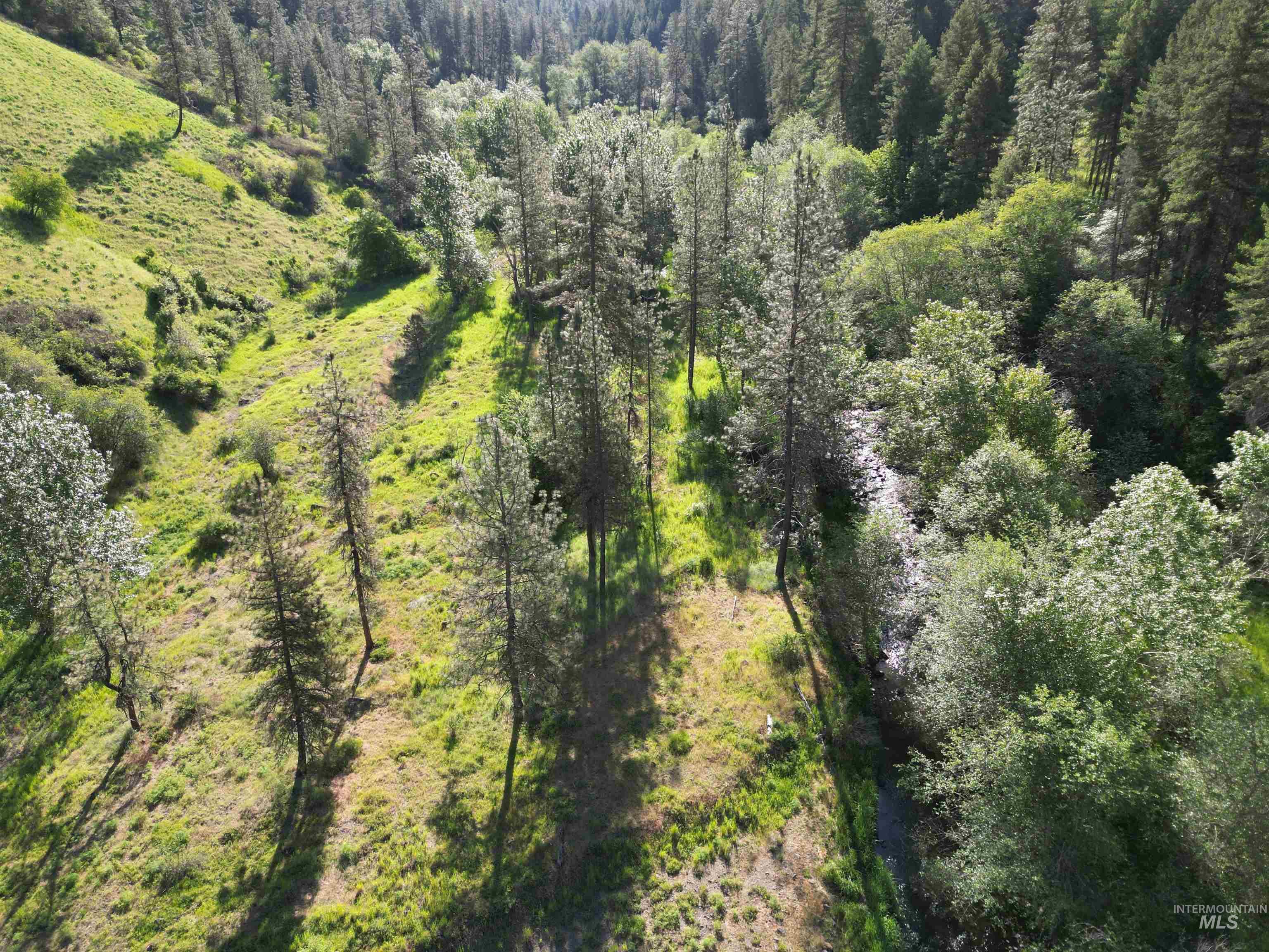 Tbd Twisted Tree Lane Craigmont, ID 83523 - Photo 33 of 49