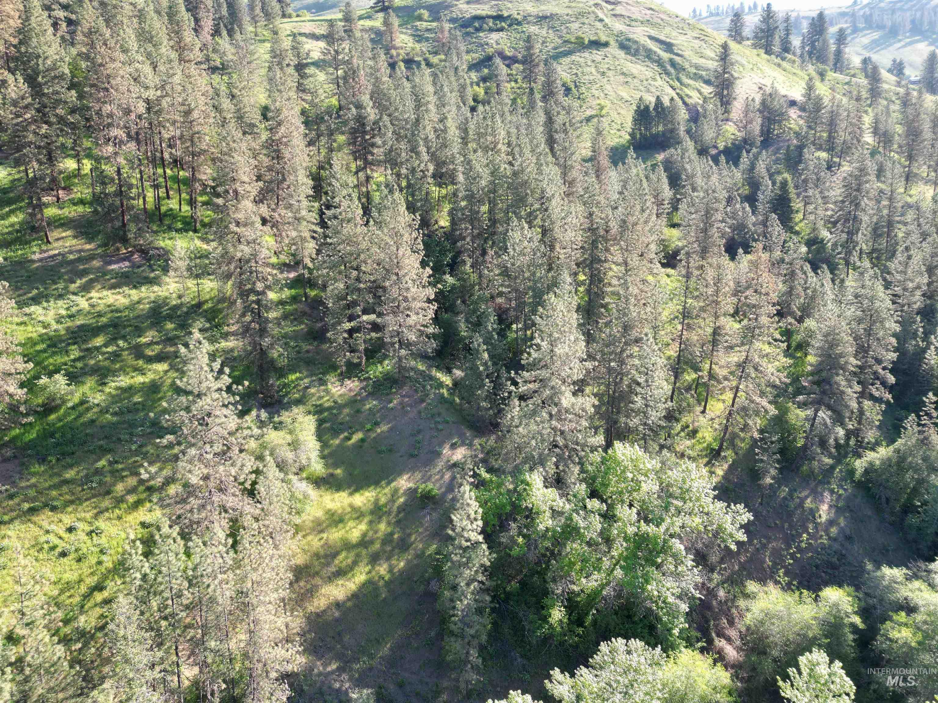 Tbd Twisted Tree Lane Craigmont, ID 83523 - Photo 38 of 49