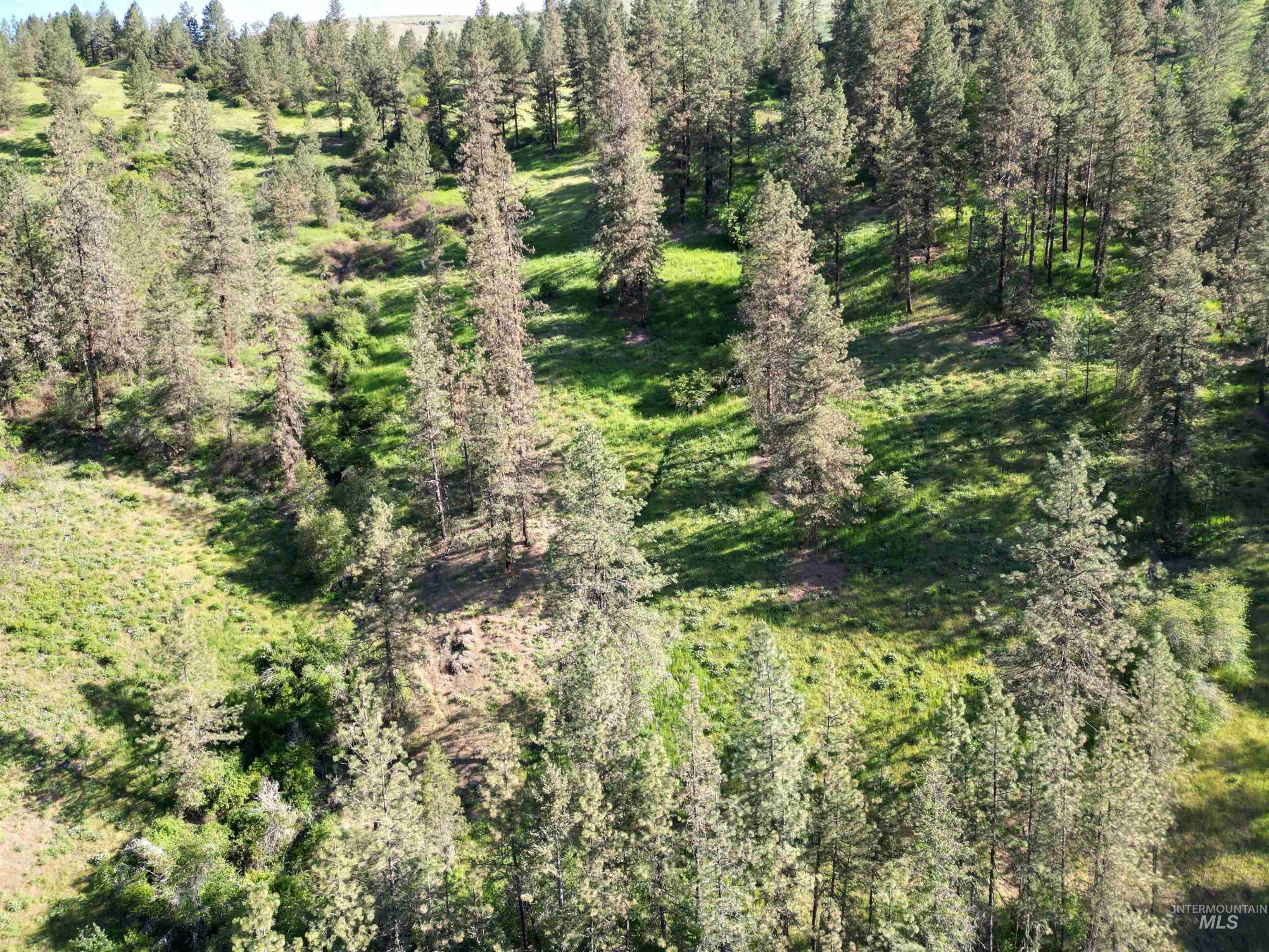 Tbd Twisted Tree Lane Craigmont, ID 83523 - Photo 39 of 49