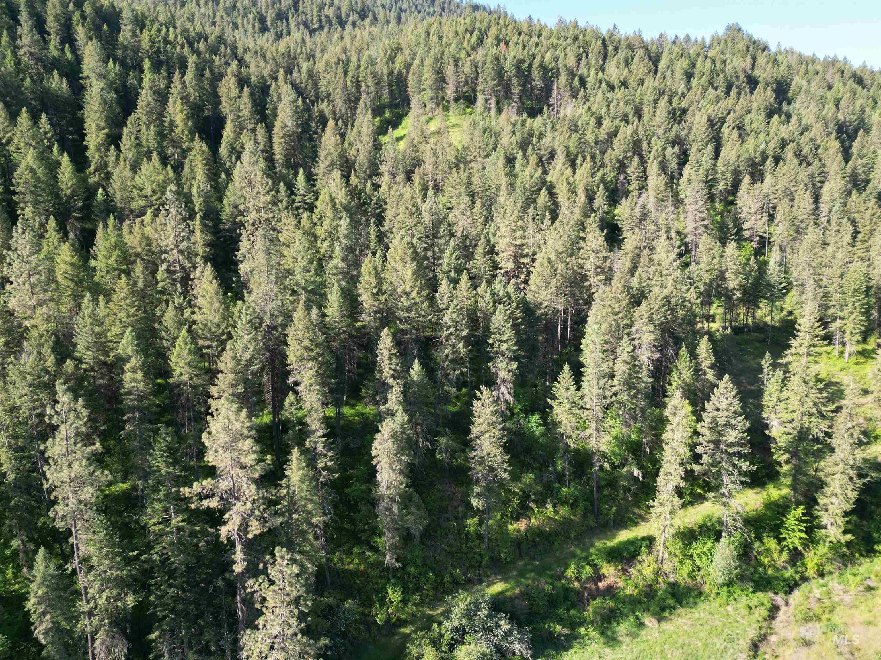 Tbd Twisted Tree Lane Craigmont, ID 83523 - Photo 42 of 49