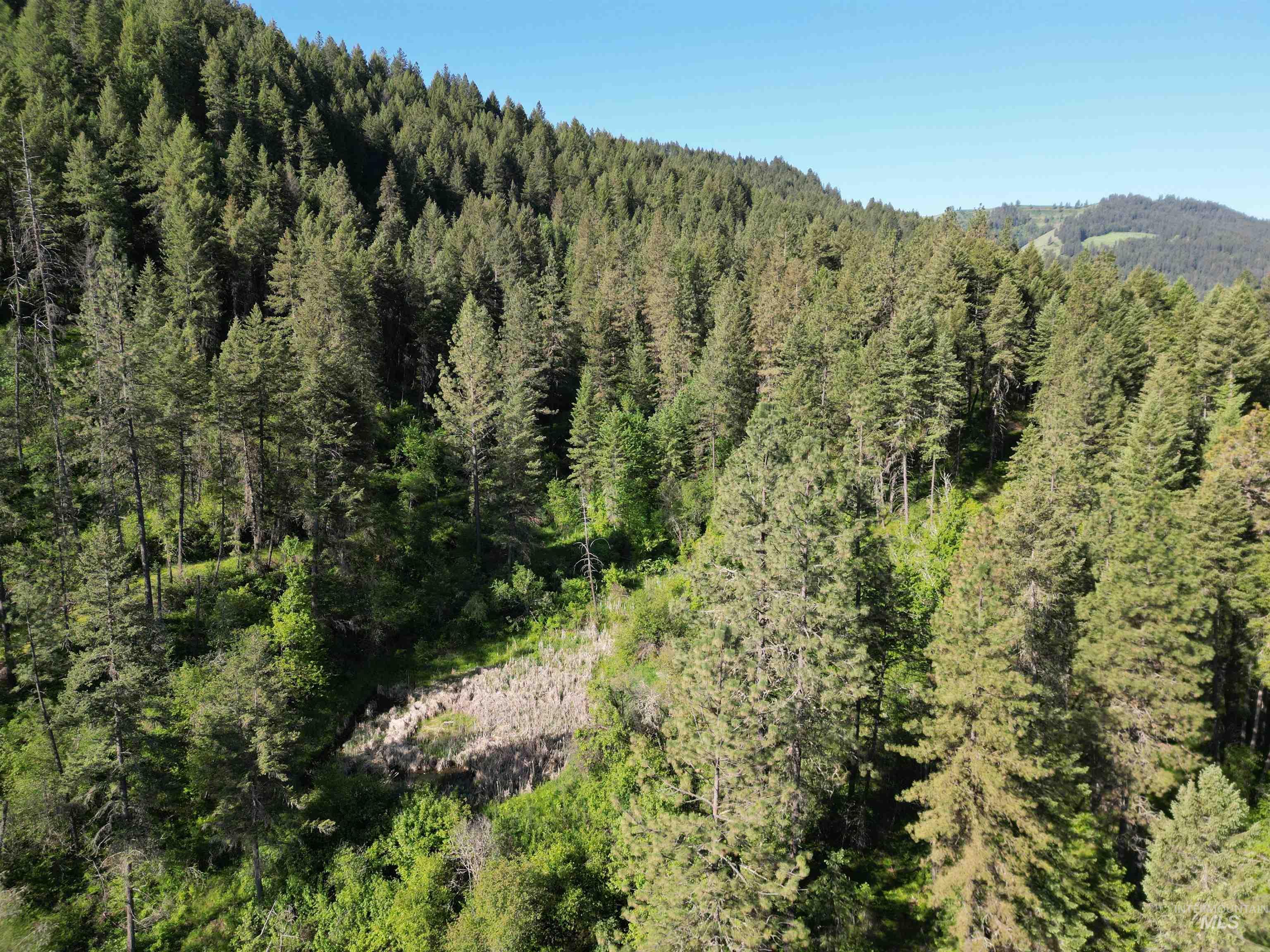 Tbd Twisted Tree Lane Craigmont, ID 83523 - Photo 44 of 49