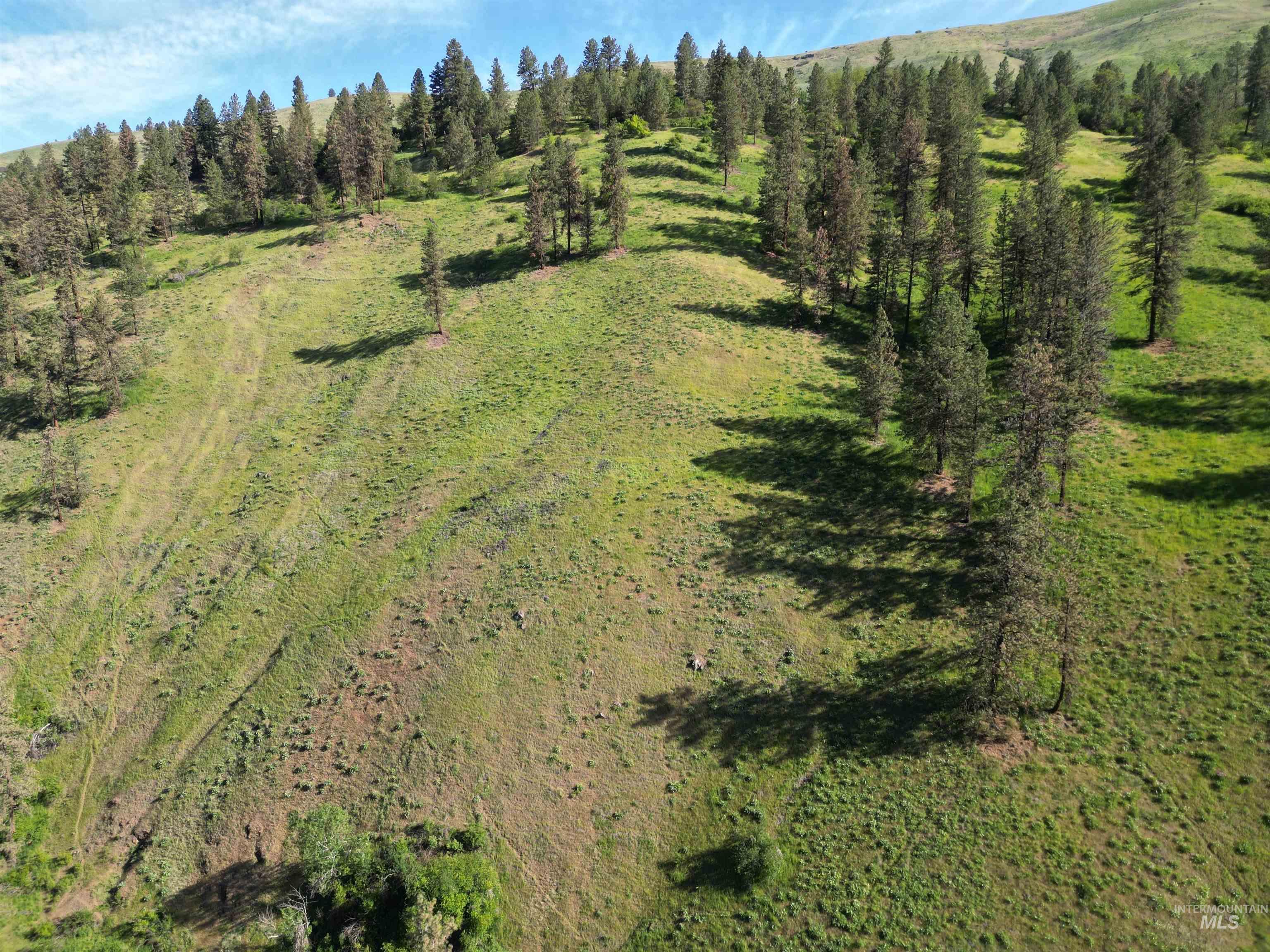 Tbd Twisted Tree Lane Craigmont, ID 83523 - Photo 45 of 49