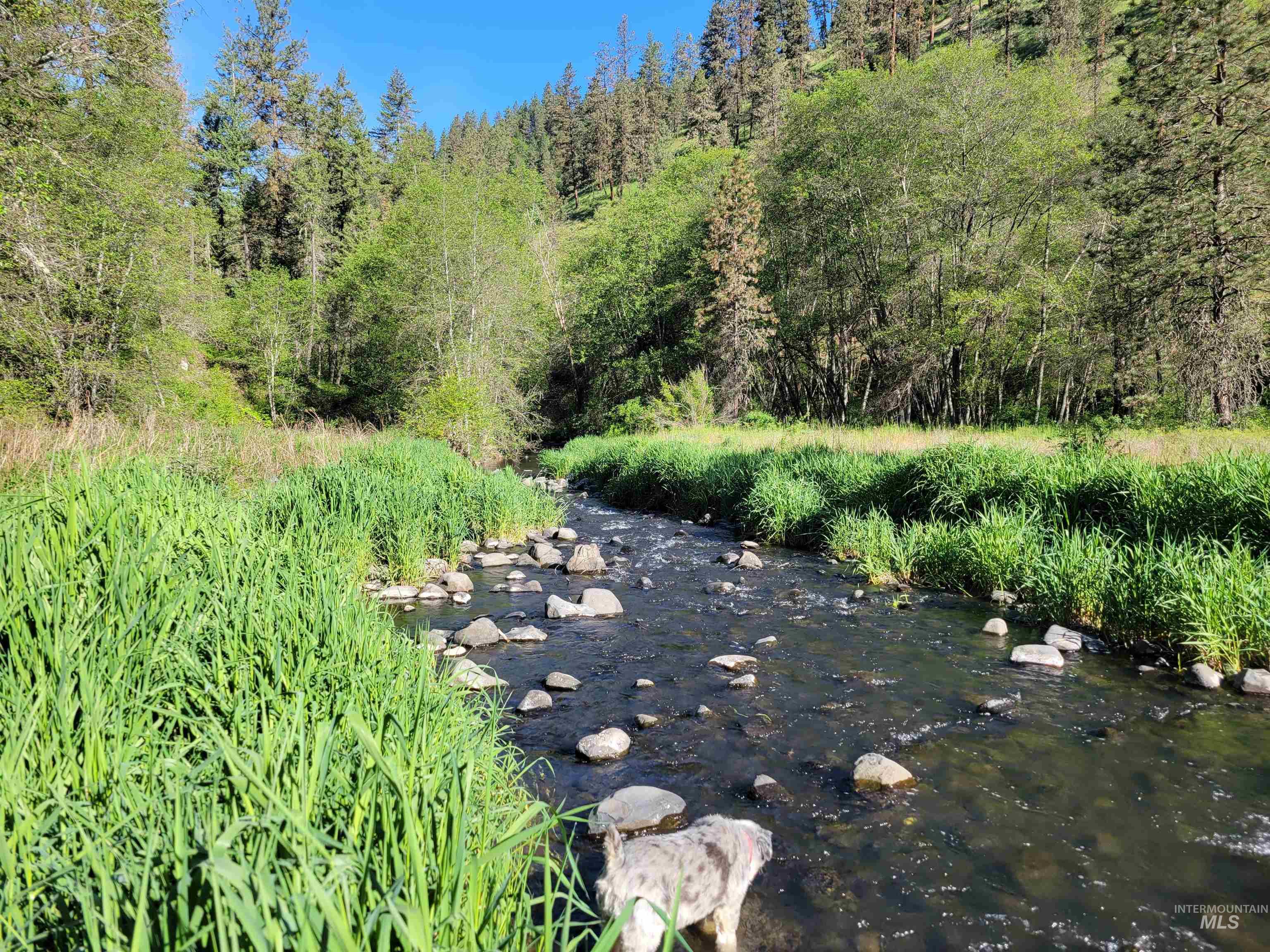 Tbd Twisted Tree Lane Craigmont, ID 83523 - Photo 6 of 49