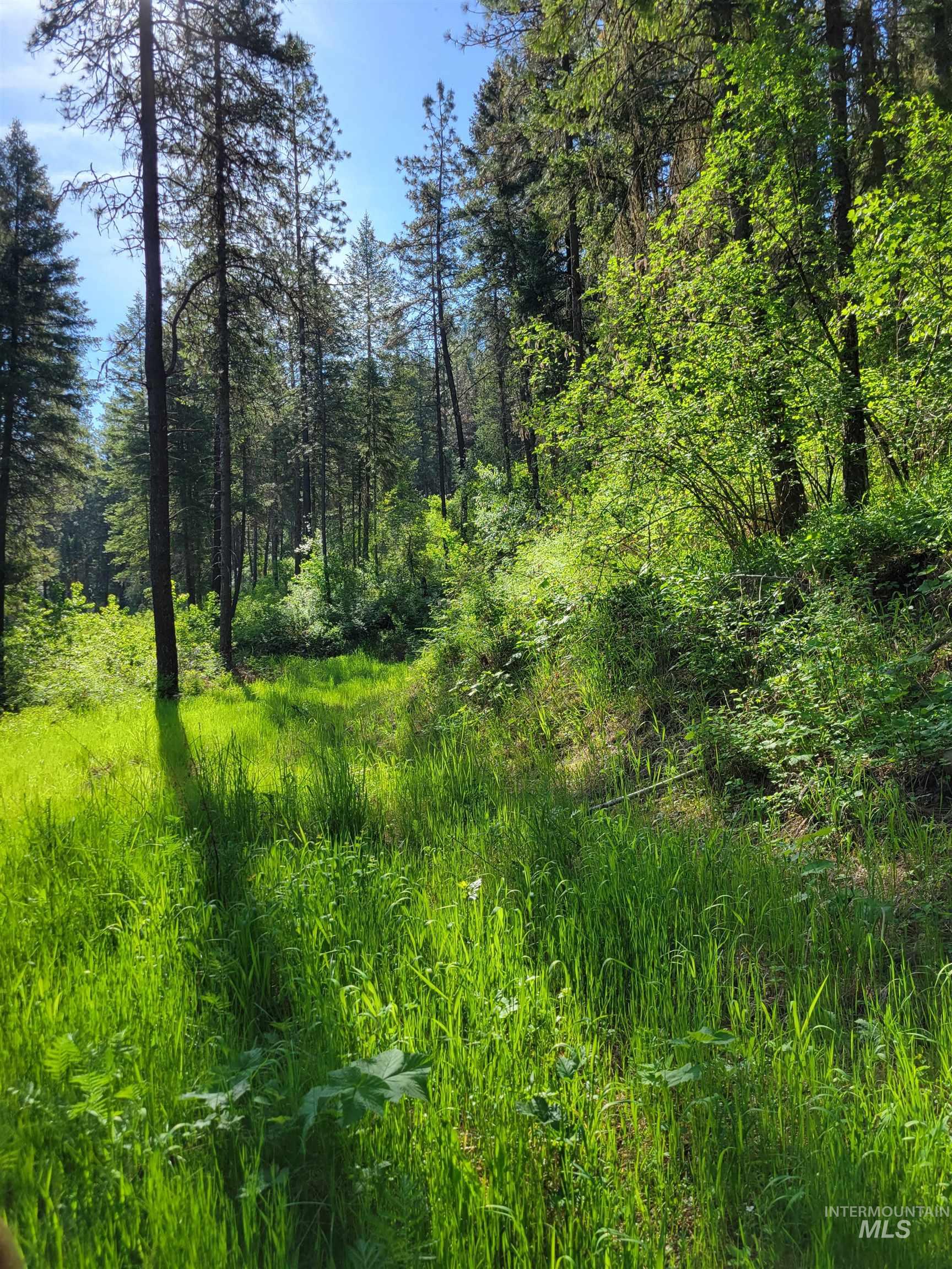 Tbd Twisted Tree Lane Craigmont, ID 83523 - Photo 10 of 49