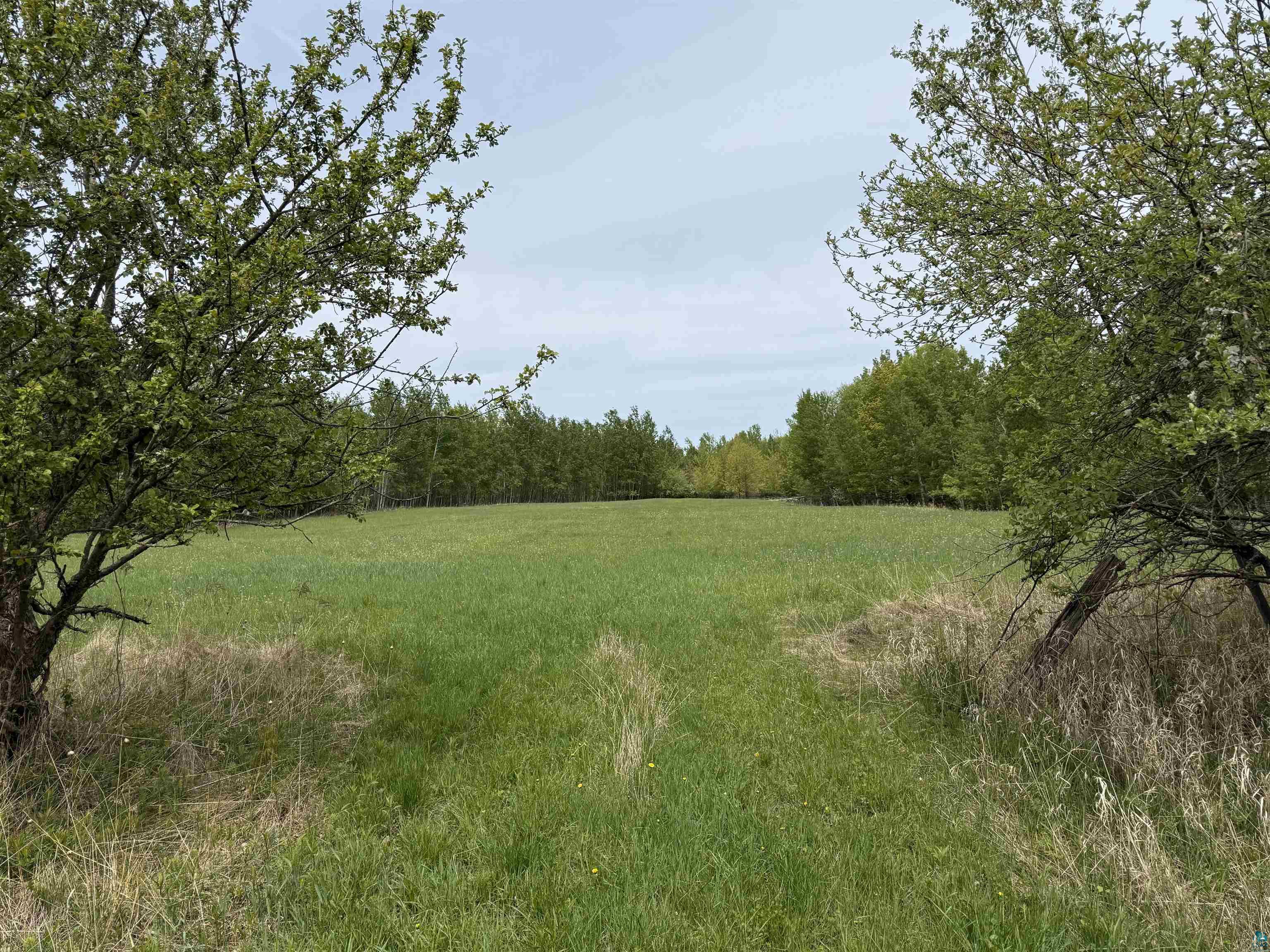 Tbd Hanninen Road Marengo, WI 54855 - Photo 5 of 5 View of yard with a forest view