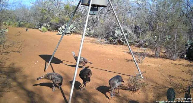 a view of under tree