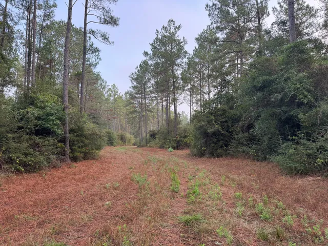 $230,000 | 795 County Road 4416, Woodville, TX 75979