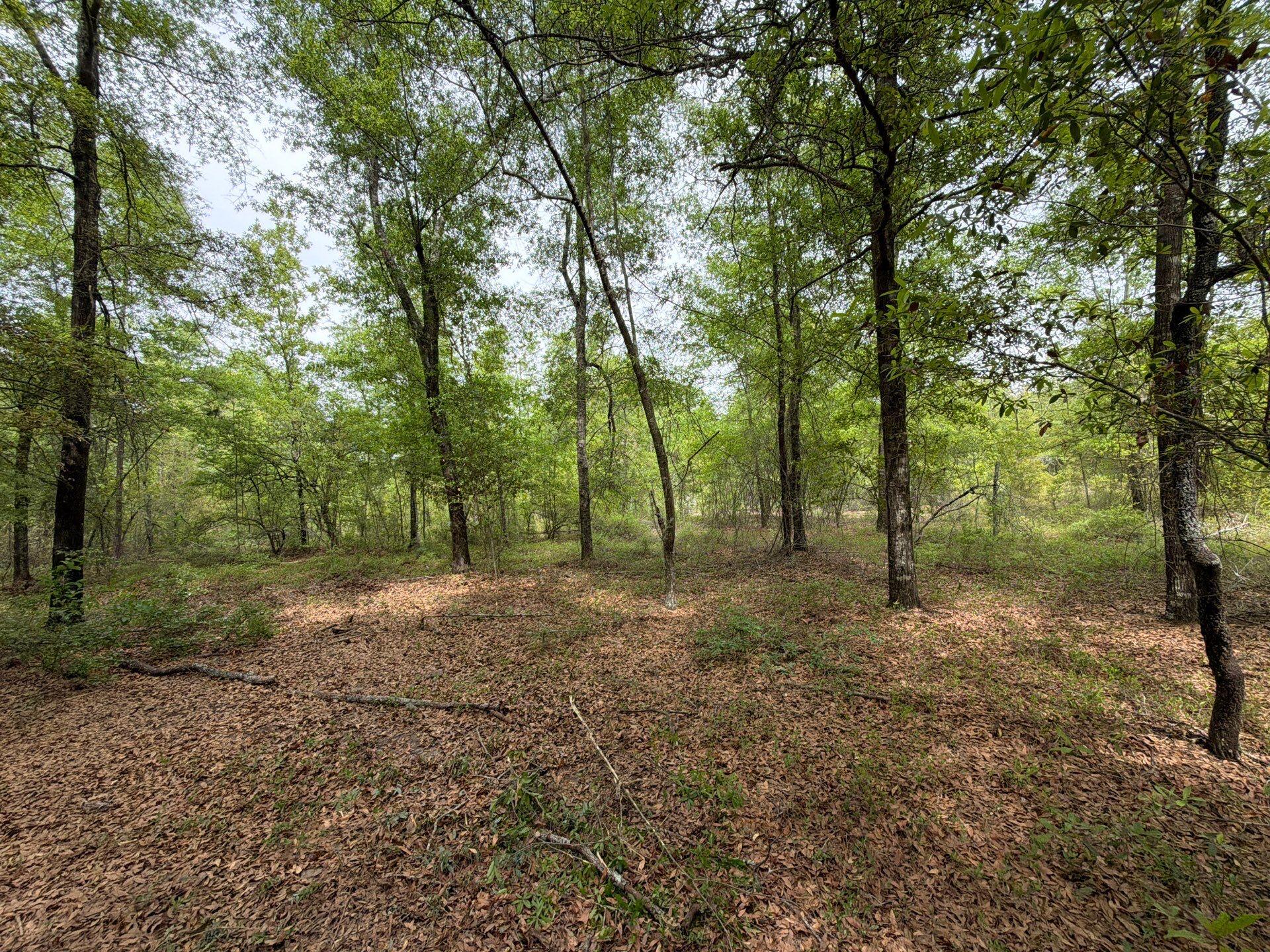 1 Rogers Cemetery Road, Unit RRF 1 Salley, SC 29137 - Photo 16 of 40