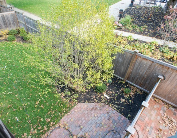 3 Wilson Avenue, Unit 2 Cambridge, MA 02140 - Photo 15 of 17 a view of a backyard with plants