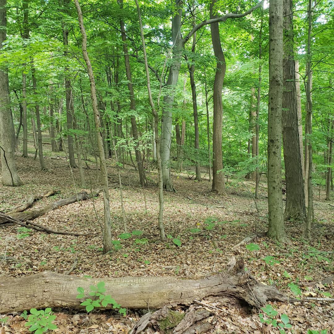 0 Mulberry Road Mount Perry, OH 43760 - Photo 14 of 14 4