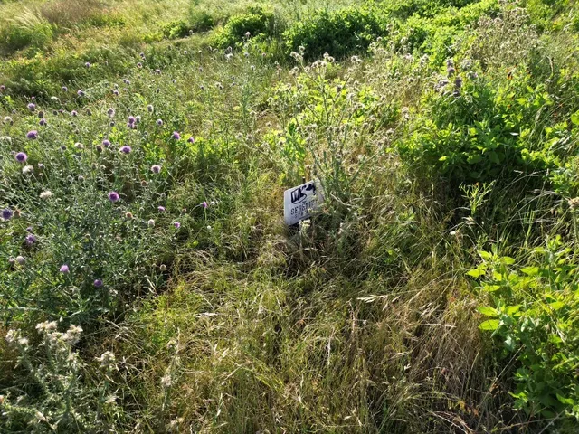 a view of a tree with a tree