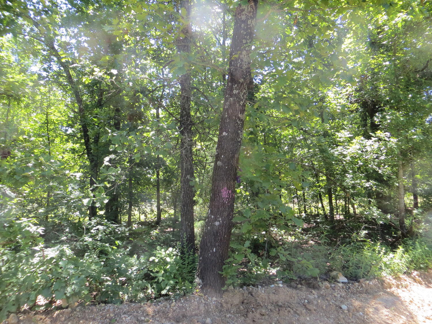 None Ridgehaven Road Mammoth Spring, AR 72554 - Photo 1 of 1 land near spring river 3