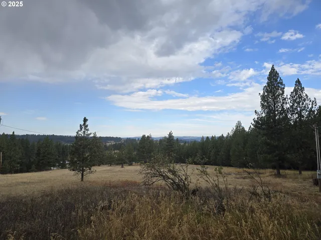 a picture of a tree in a backyard