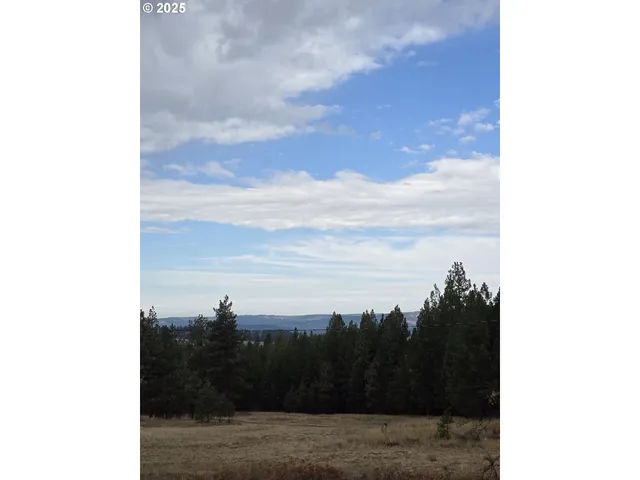 a view of a dry yard with trees