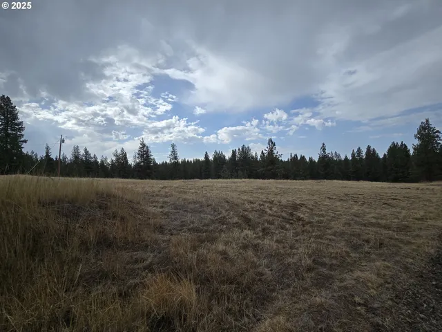 a view of a forest with tree in front of it